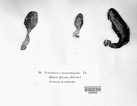 Rhopalogaster transversarius image